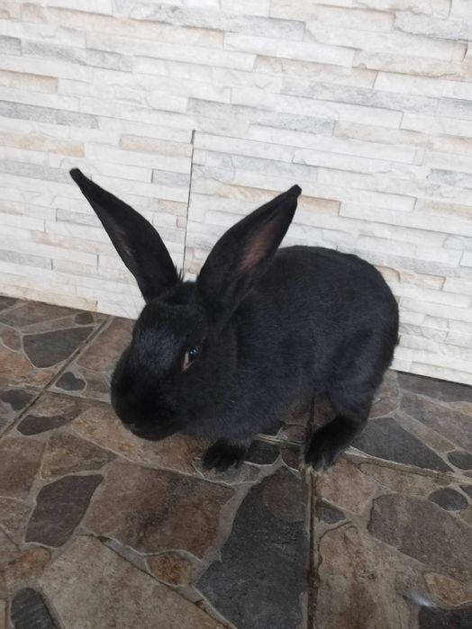 De vânzare douā iepurițe