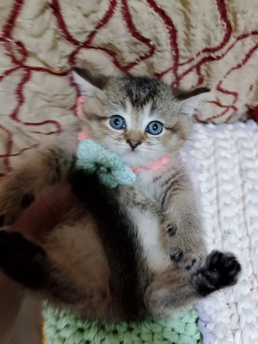 Золотая Шиншила девочка