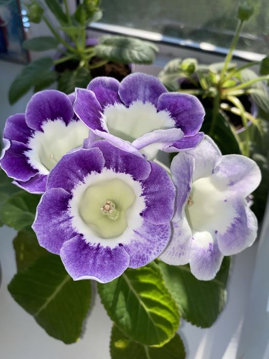 Отростки глоксинии