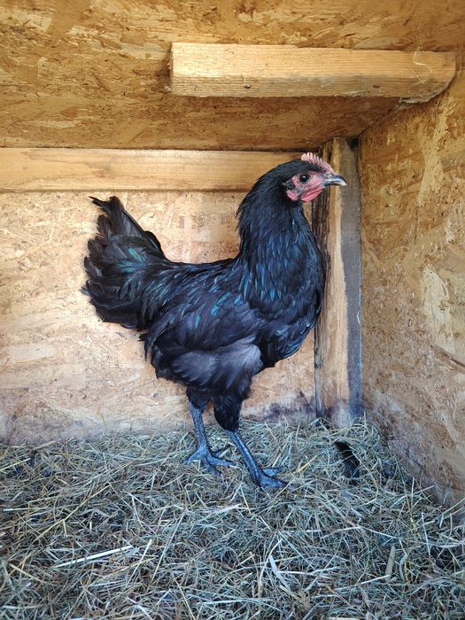 Cocoși australorp negru
