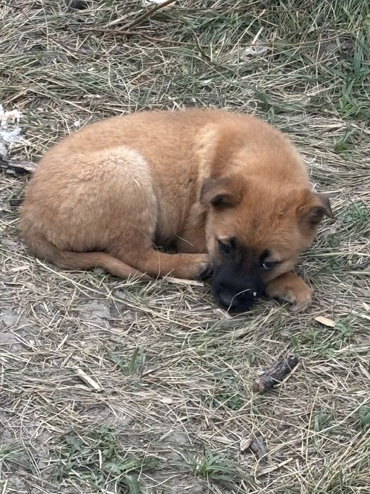 Donez pui metis (ciobanesc belgian malinois)