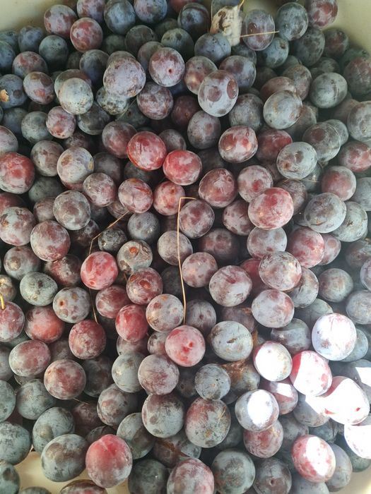 Prune de vanzare sau la schimb pe cerale