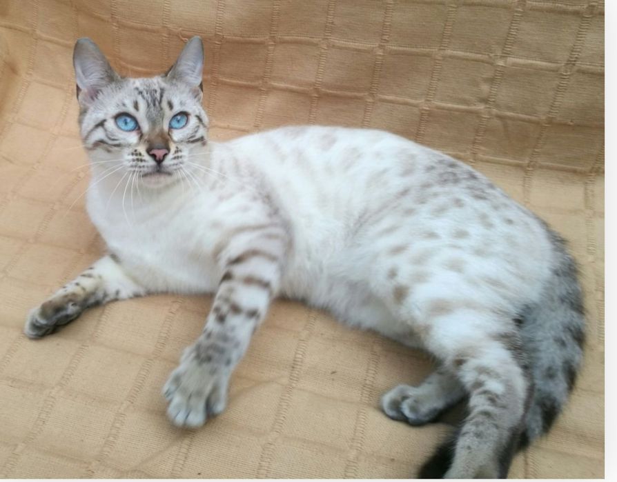 Котята Бегальские