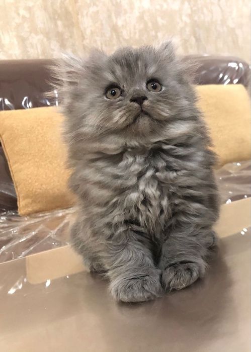Шатланские котята. ГОРОД АСТАНА