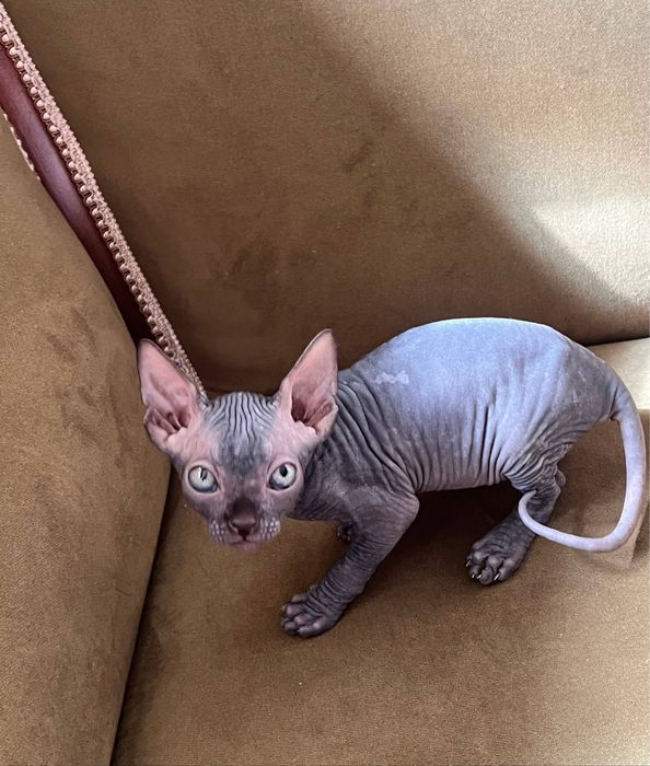 Котята сфинксы, 1,5 месяца, мальчик и 2 девочки