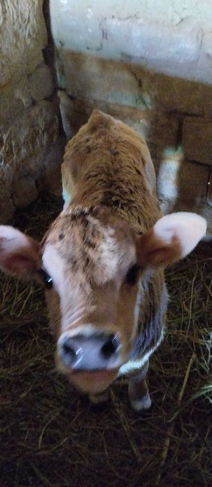 Телёнок продается