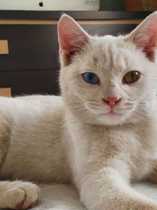 Котят в добрые руки