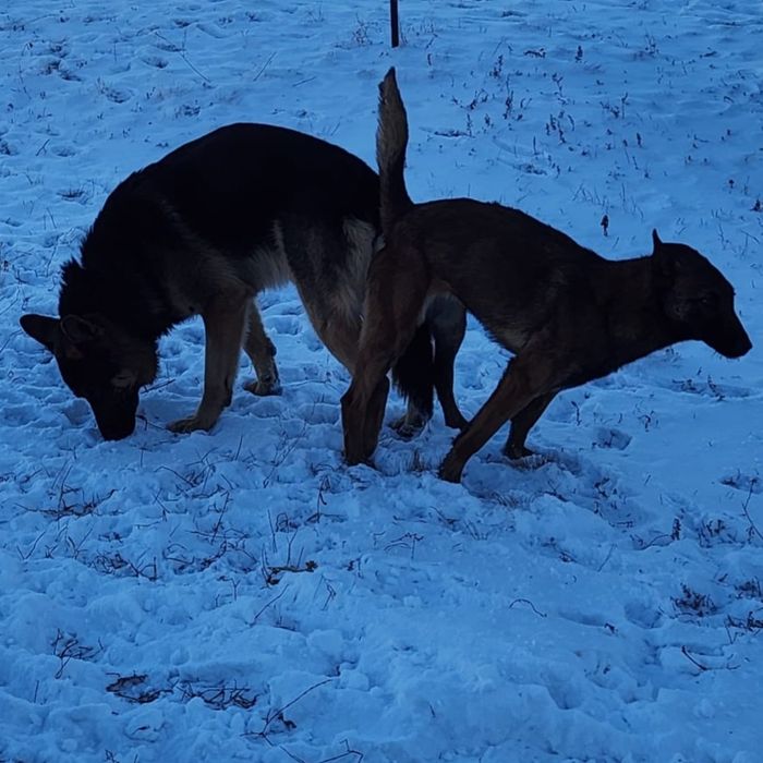 Бельгийская овчарка