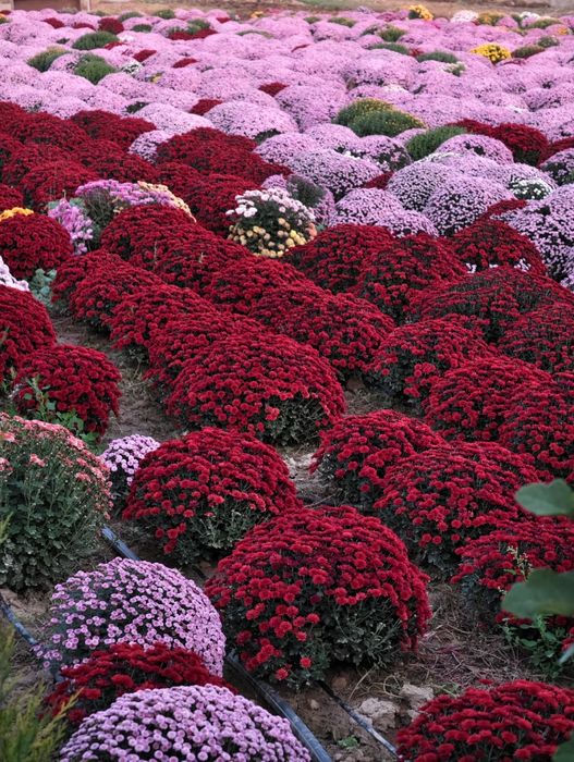 Хризантема Глобус