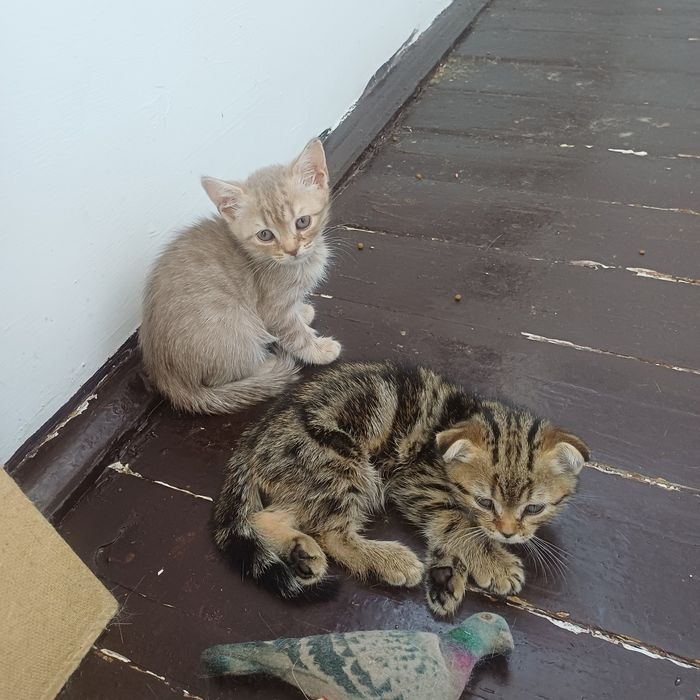 шотландские котята