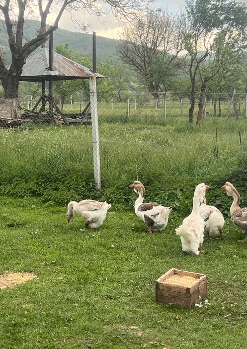 Gâște Holmogor Top