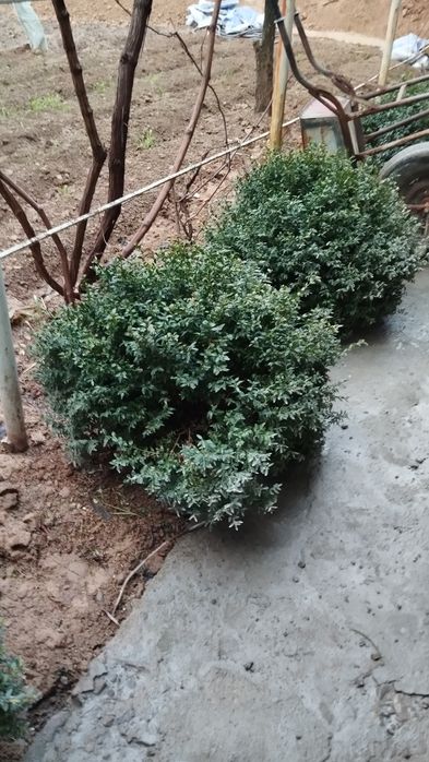 Shamshot 5 yoki 6 yilli