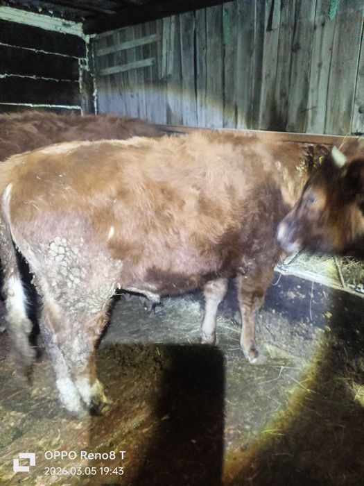 Продаю Быков и тёлок