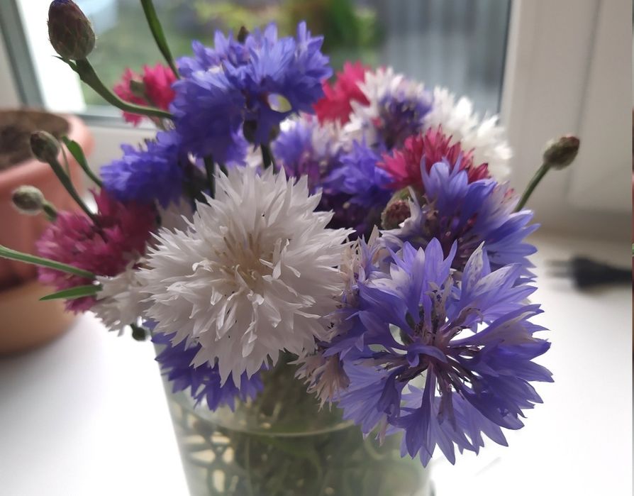 В продаже саженцы малины цветы