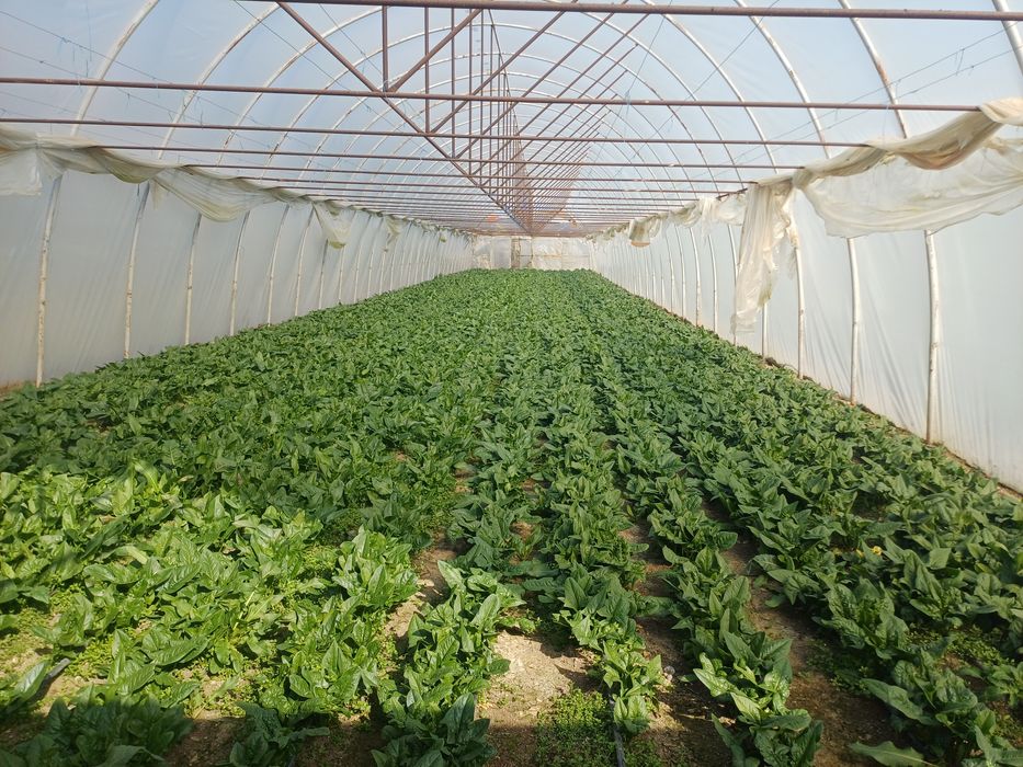 Vând spanac en gros