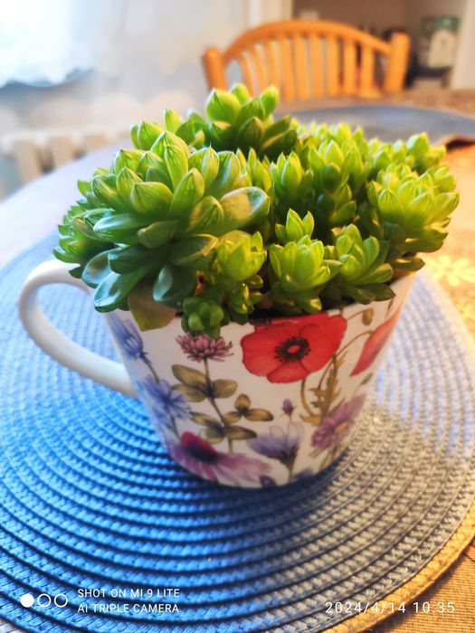 Продам суккуленты(укоренённые отростки)