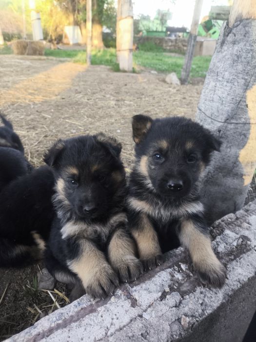 Овчарка сатылады