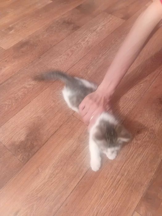 Отдам котят бесплатно.