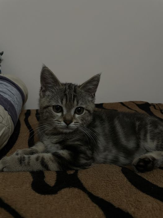 Шотландский прямоухий кот
