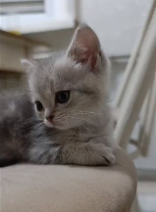 Котята  1,5 месяца недорого