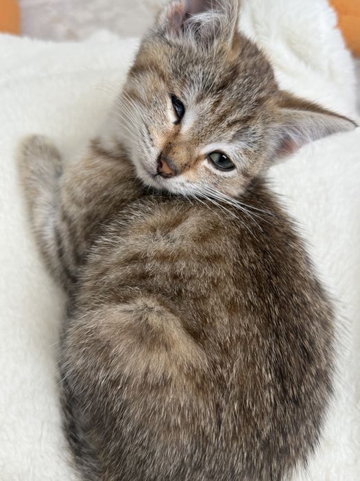 Отдам котенка ( мальчик )