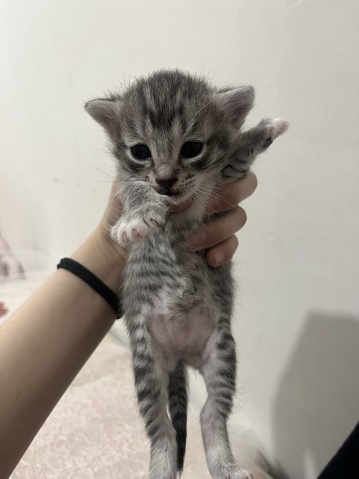 котят отдам 2 девочки 1 мальчик