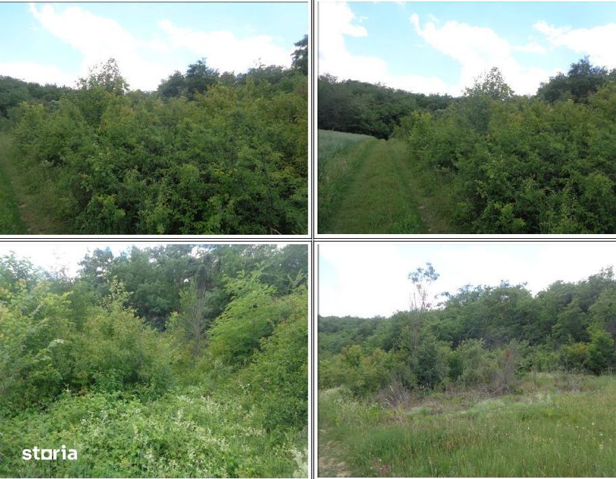 Teren extravilan com.Dragesti, jud.Bihor