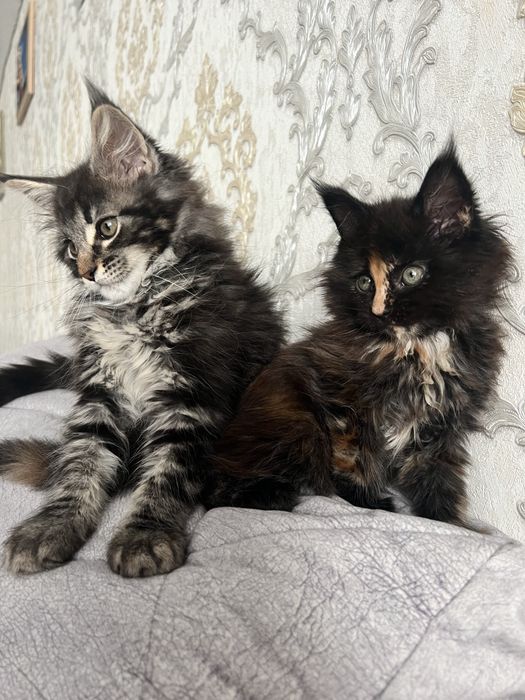 Продам Мейн Куна девочку