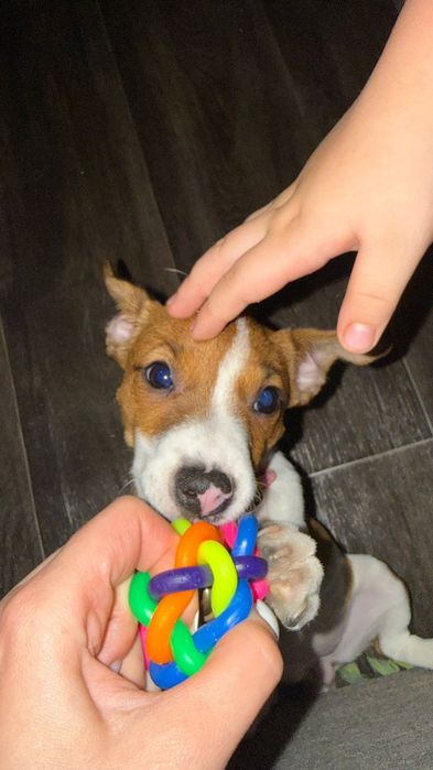 Продам щенка собаки Джек Рассел