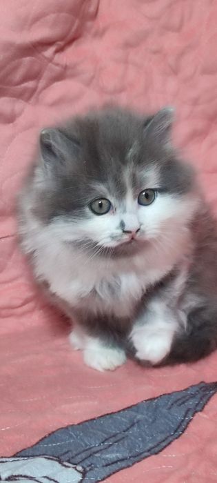 Хайленд страйд .