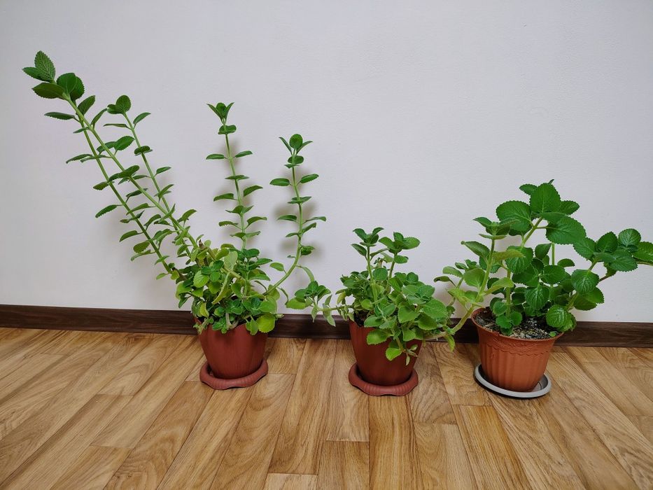 Плектрантус (комнатная мята)