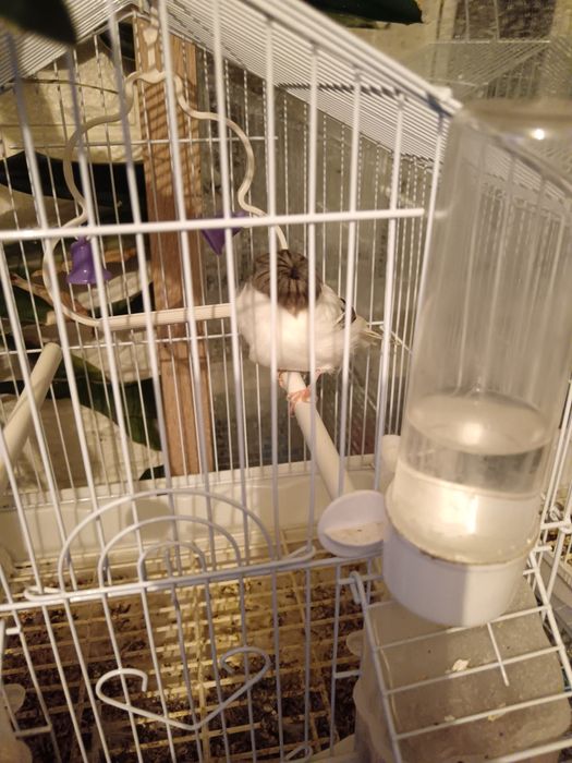 Канарчетата за продан