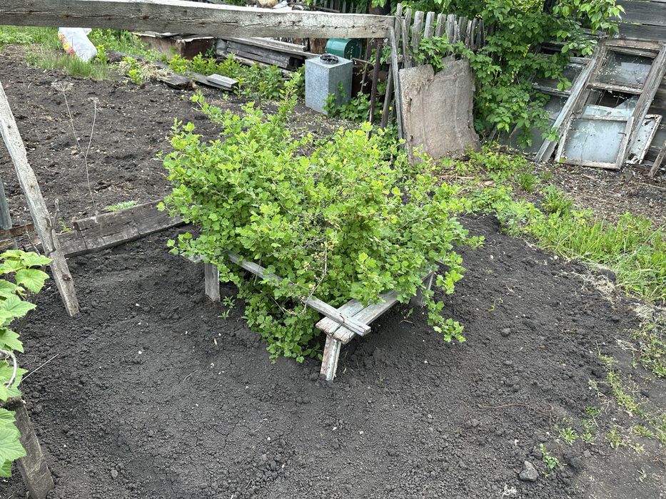 Продам дачу ( СО Дружба)