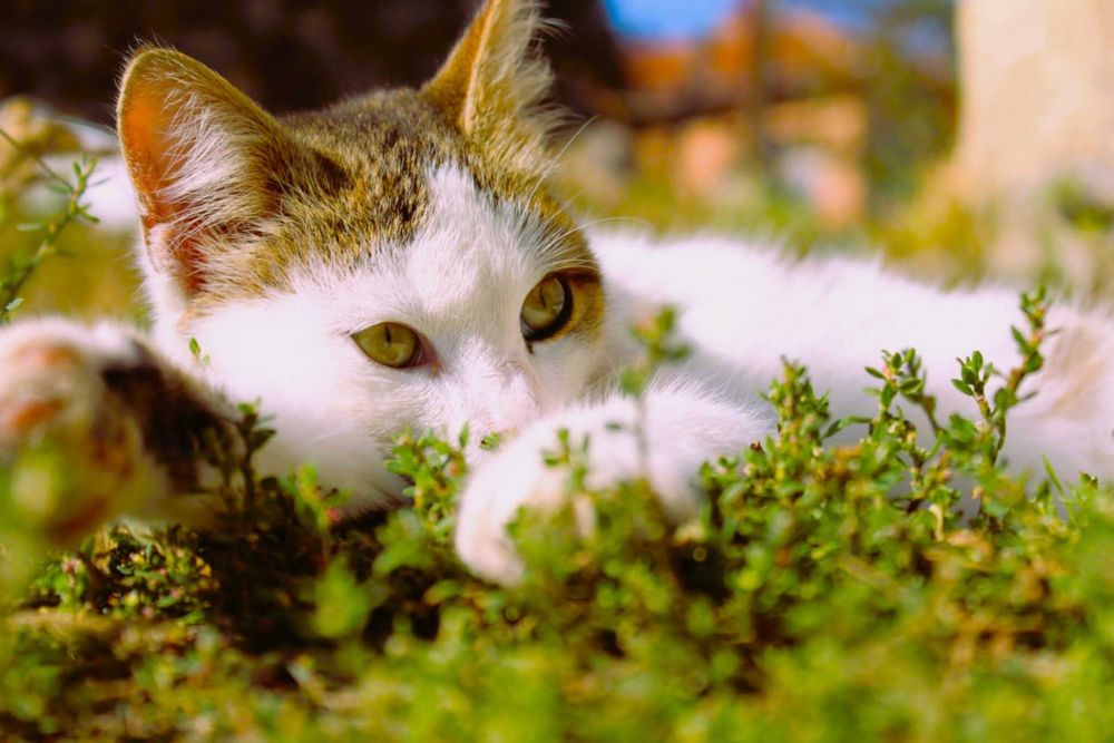 Фотографски услуги