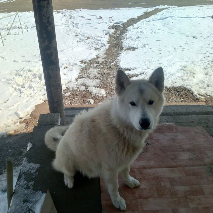 Лайка сатылымда сырочна