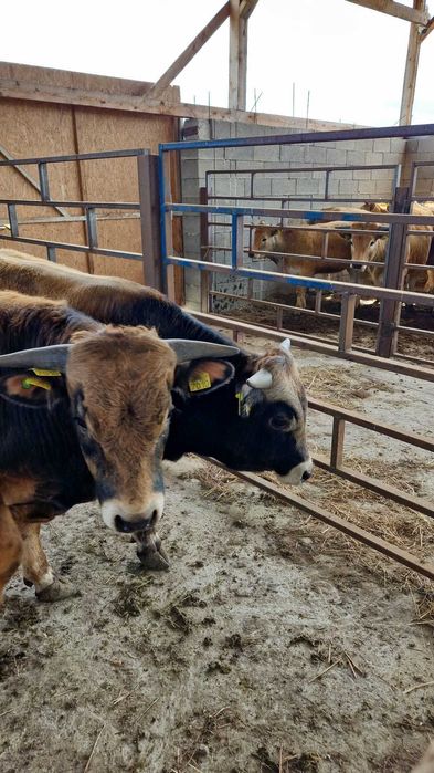 Tauri de Aubrac 2 buc.