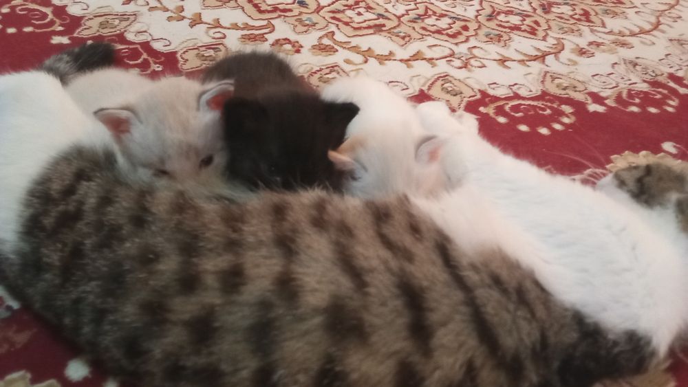 Кошка-мать и три её котёнка.