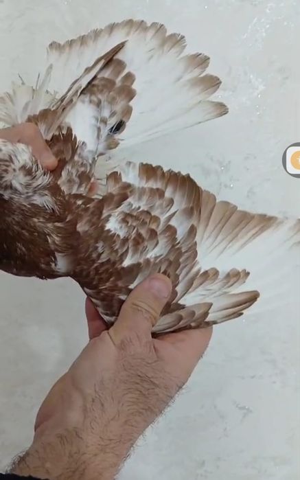 Продам голубей...