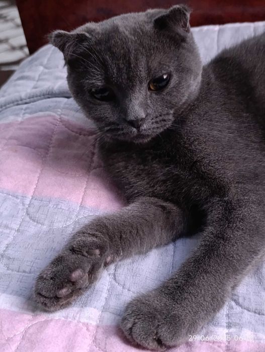 Британский скотиш