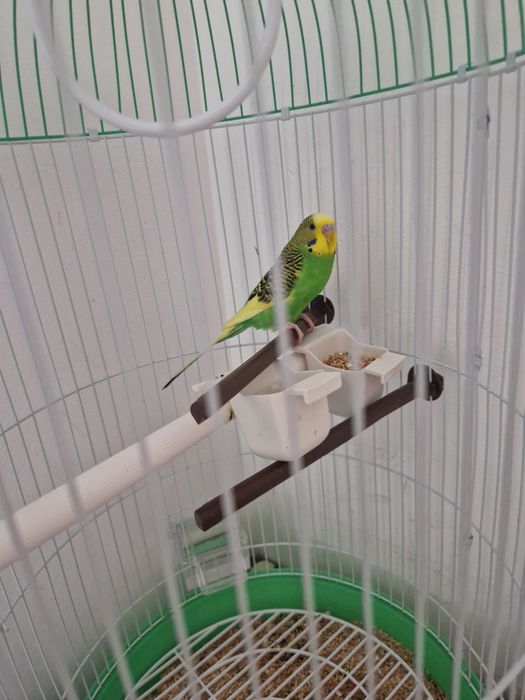 Perusi de vanzare cu colivie