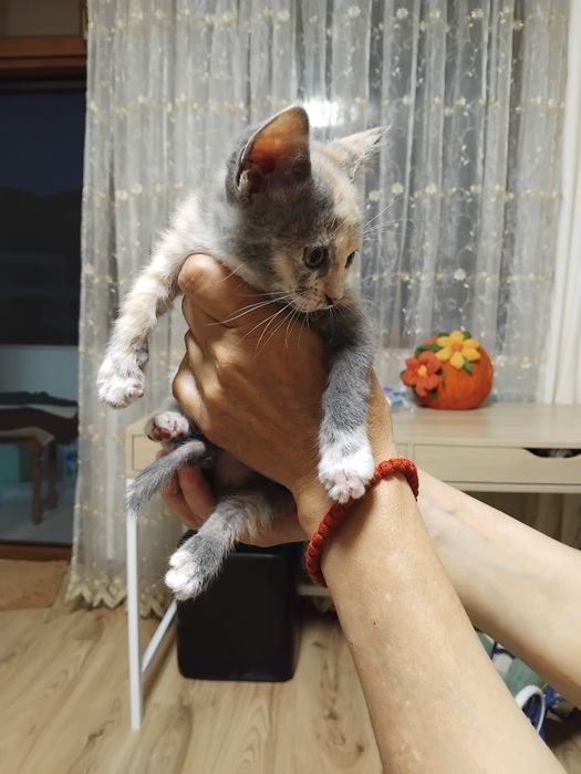 Подарявам котенца