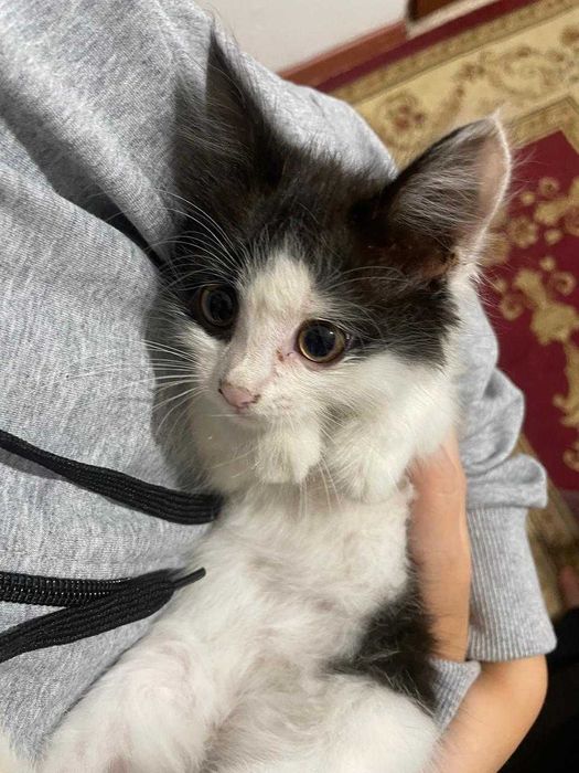 Котята-мальчики бесплатно