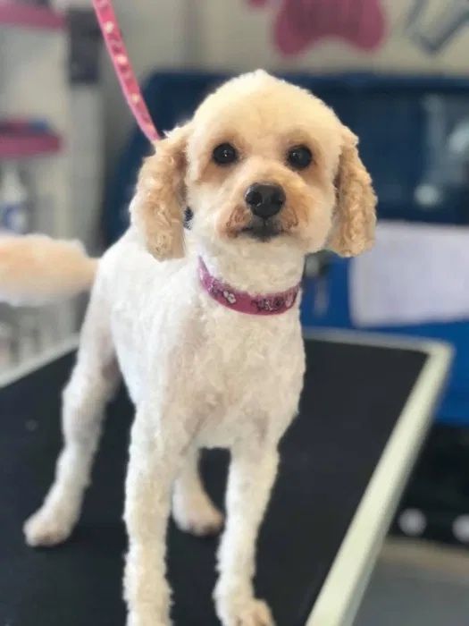 Servicii tuns caini / pisici