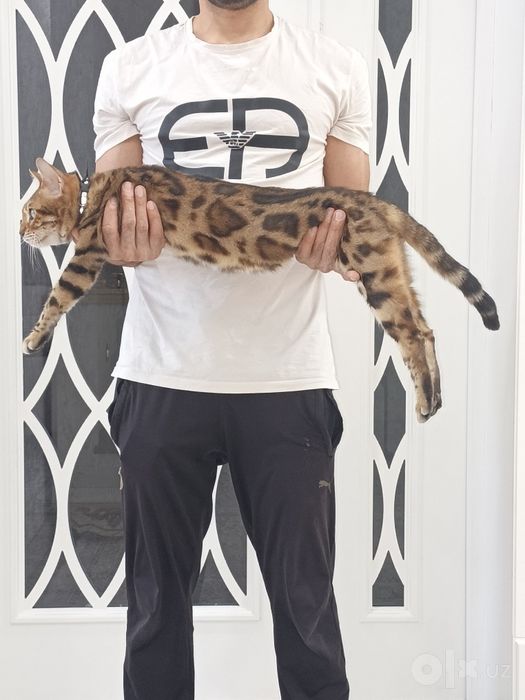 Bengal mushuk sotiladi premium elite koralevsky zotidan бенгальскя