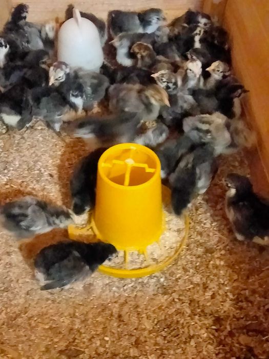 Puișori de australorp