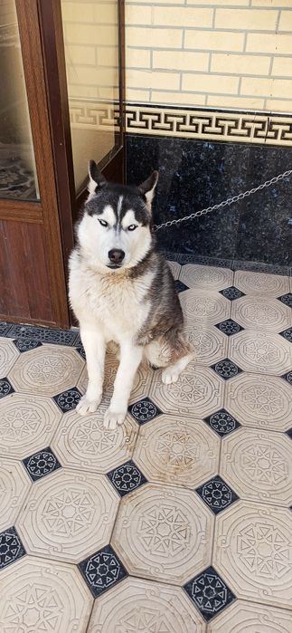 Чистокровная 100% хаски без примесей,обученная ,выполняет все команды