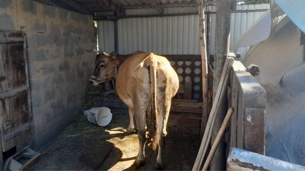 Продам глубокостельную корову