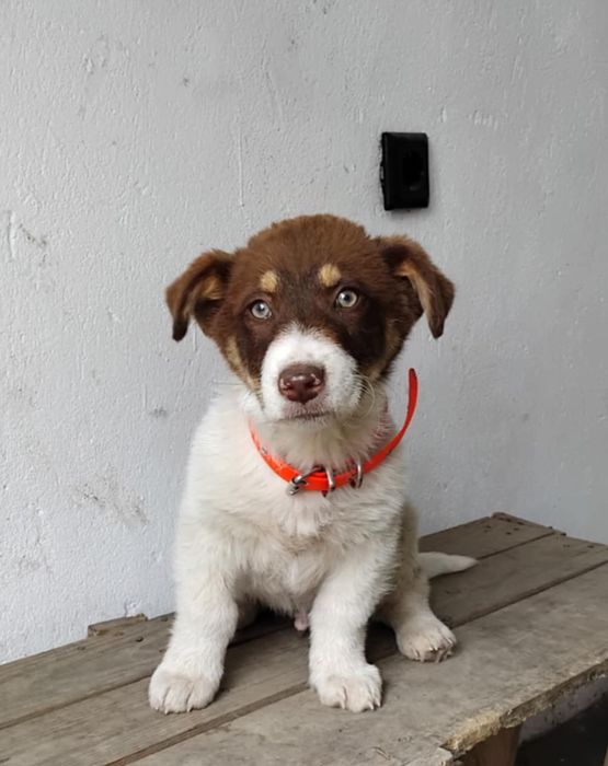 Подарява се бебе Бък