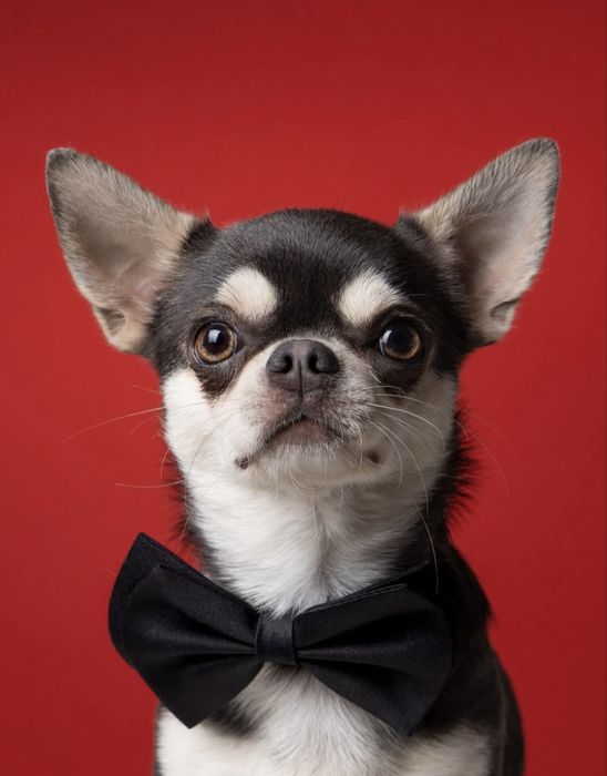 Чихуахуа щенки кобели