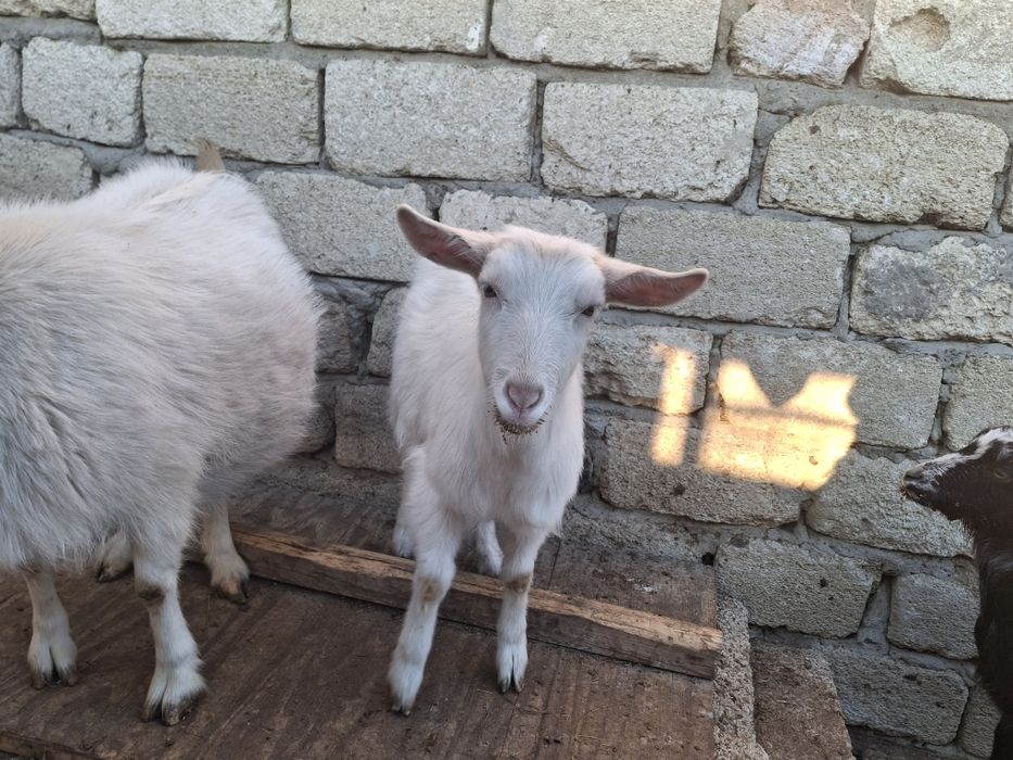 Козы продаются,  1 козлята 35тысяч.